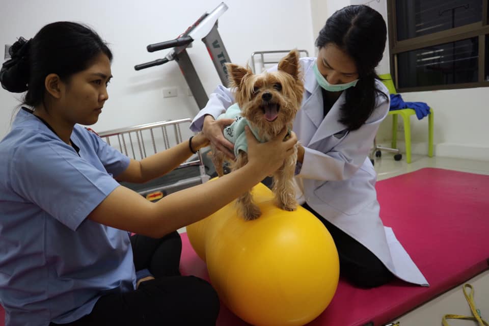 “การกายภาพสัตว์เลี้ยงที่โรงพยาบาลสัตว์ไอเว็ท”